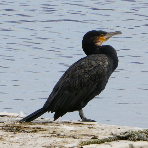 Cormorant