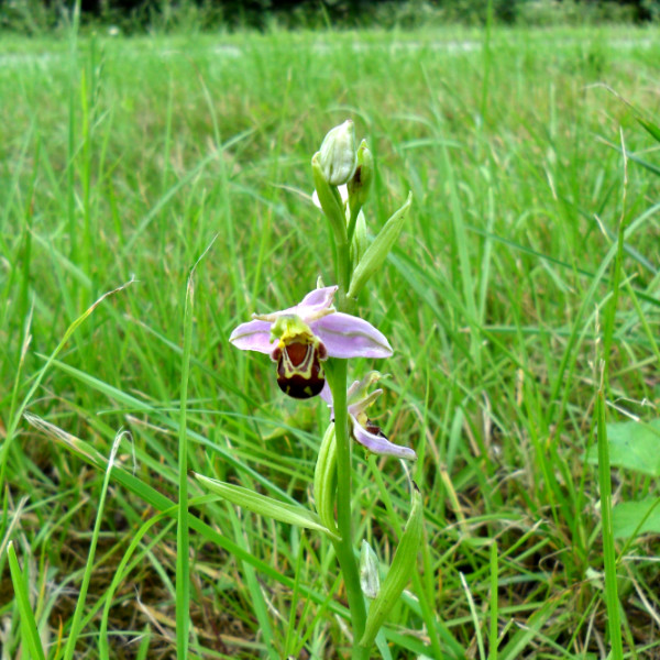 Bee Orchid
